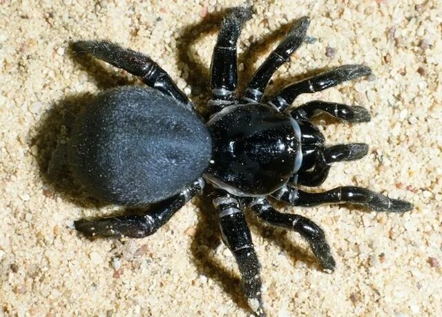 Паук тарантул черный. Красноспинный каракурт (latrodectus mactans). Черный гладкий паук. Каменный паук. Паук тарантул черный.