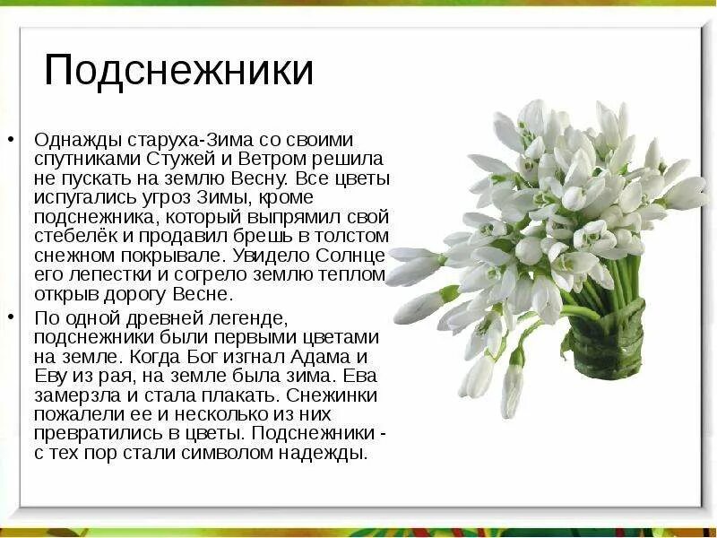 Описание подснежника. Легенда о подснежнике. Весенние цветы описание. Подснежник цветок описание.