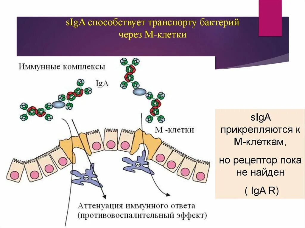 М-клетки кишечника. Механизм транспорта антигенного материала м-клетками.. М-клетки кишечника строение. Клетки иммунной м.