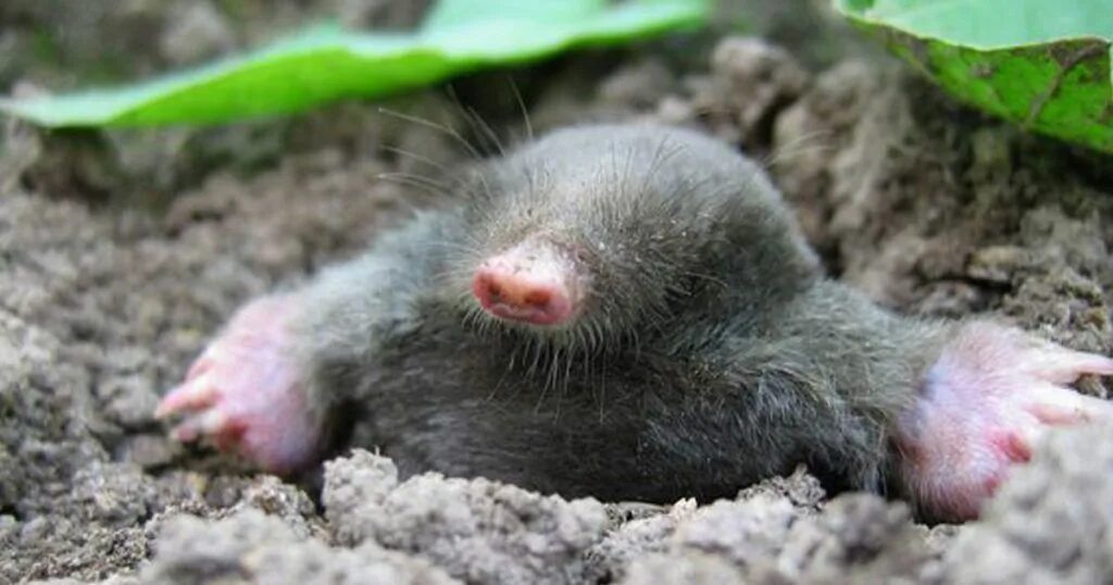 Mole на русском