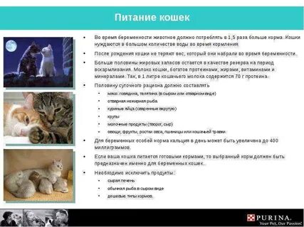 Чем кормить котенка лучшие корма