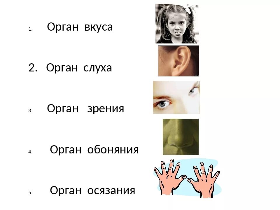 Осязание обоняние зрение слух. Органы обоняния осязания. органы обоняния и осязания у людей. органы слуха обоняния осязания. осязание обоняние зрение слух вкус.