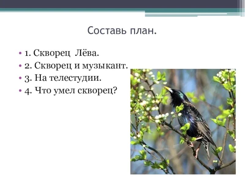 Куприн скворцы распечатать текст. Скворец Лева изложение 3 класс план. Скворец Лева план. План по рассказу скворцы. План рассказа скворцы.