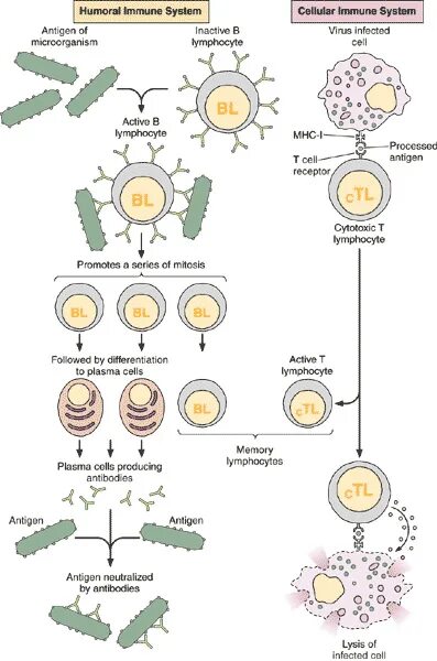 Эффекторные клетки гуморального иммунитета. Клеточный иммунитет гистология схема. Клеточный и гуморальный иммунитет гистология схема. Гуморальный иммунитет гистология схема. Эффекторные т клетки