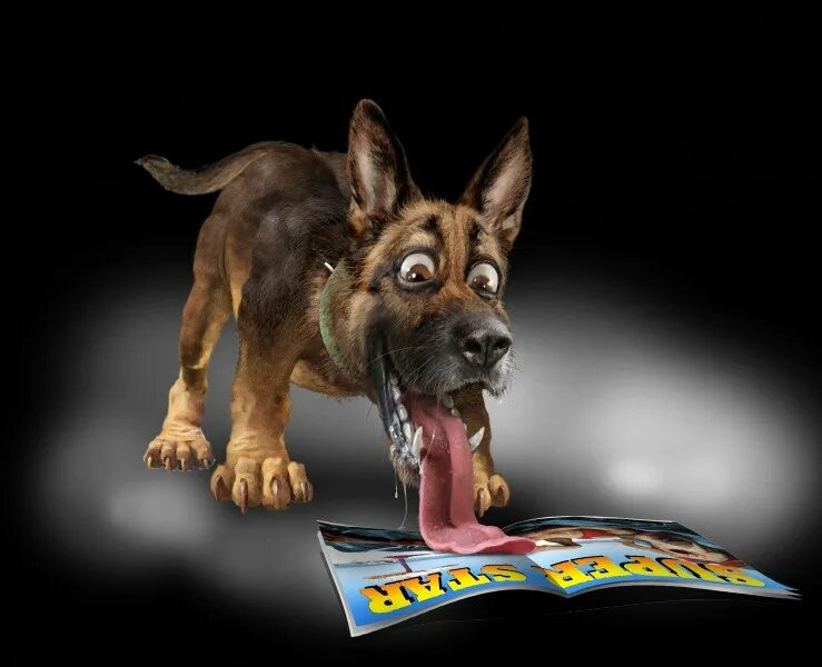 Обложка с собакой. Деловая собака. Злюся корги. Собачка кушает. Собака офисный работник.