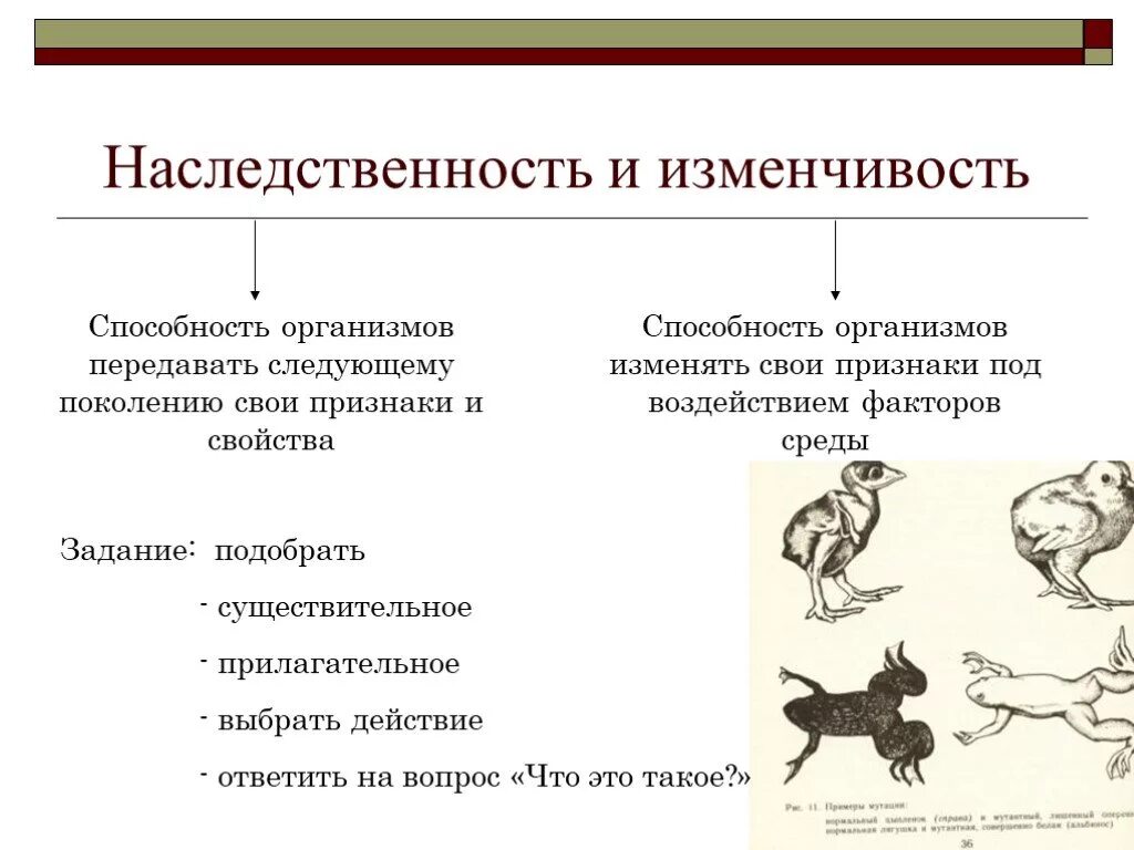 Наследственные факторы определяют. Наследственность и изменчивость биология 10 класс кратко. Свойства живых организмов наследственность и изменчивость. Признаки живых организмов наследственность и изменчивость. Наследственность живого организма кратко.