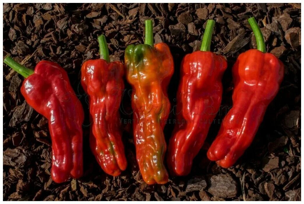 Перец Capsicum annuum сладкий. Перец Фрай тайп. Сорт перца Capsicum annuum. Перец Крепыш. Озон купить семена перца