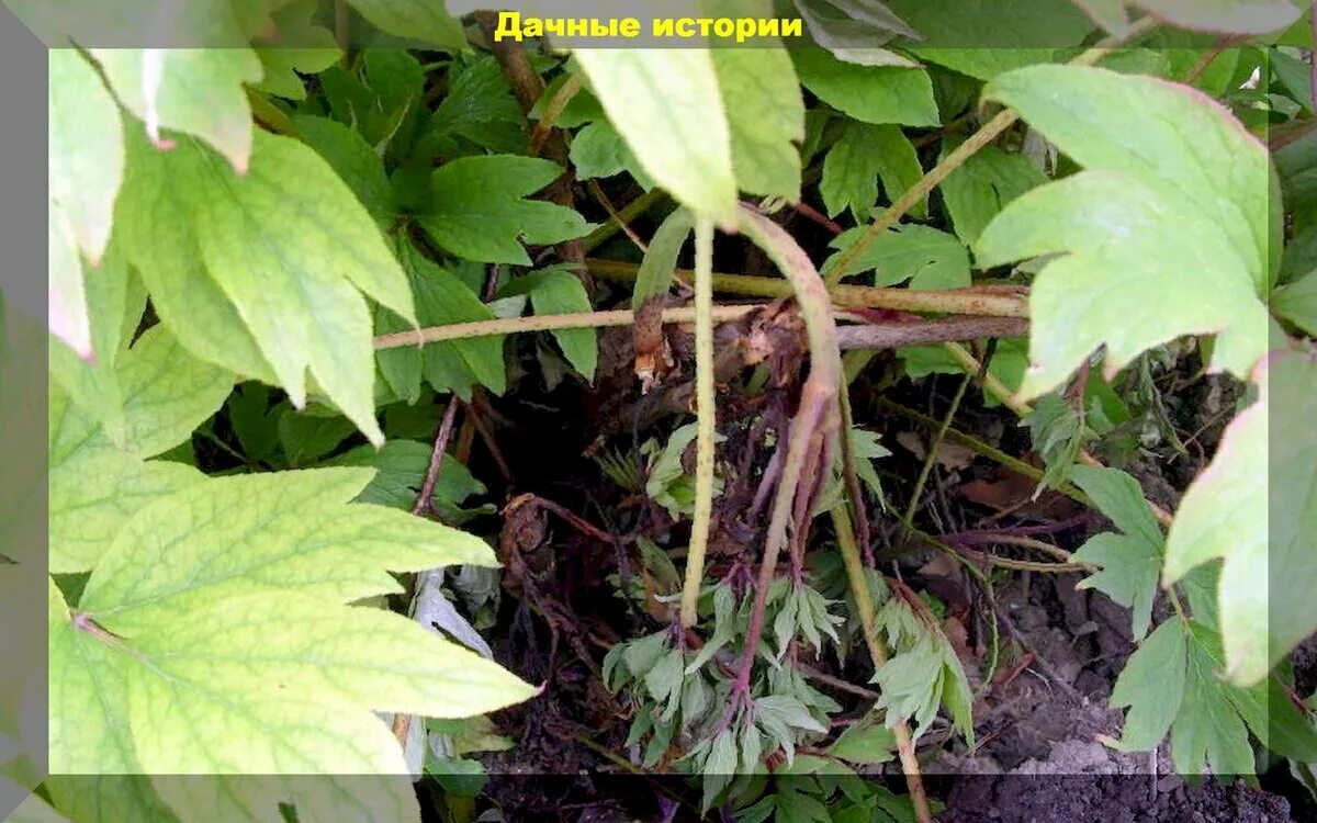 Черные пятна на листьях пиона после цветения. Вертициллезное увядание пиона. болезни пионов септориоз. болезнь пионов ботритис. вертициллезное увядание древовидного пиона.