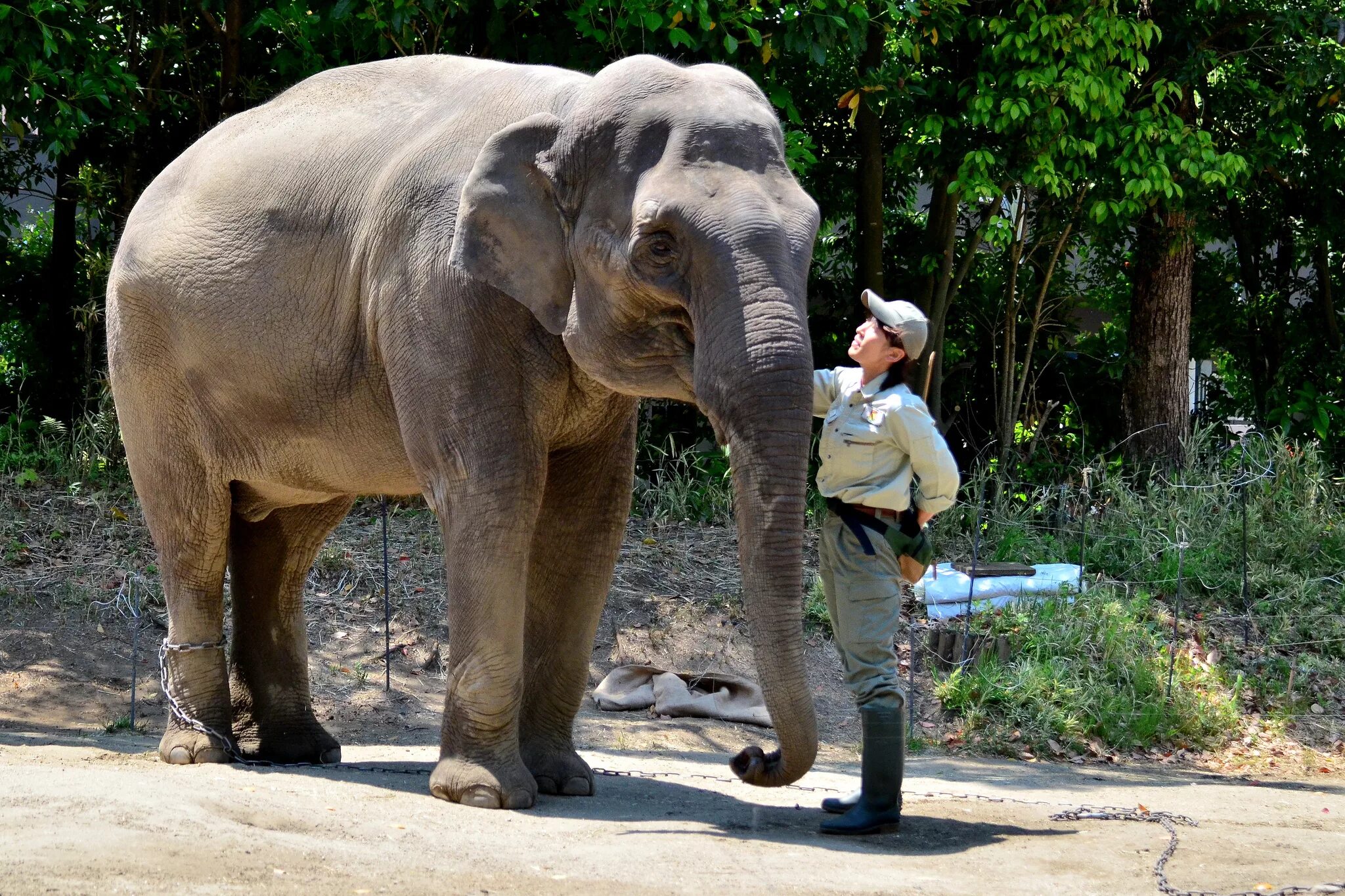 Московский государственный зоологический парк. Парк горького москва зоопарк. Прогулка по зоопарку. Прогулка по зоопарку. Зоопарк москва детский зоопарк.