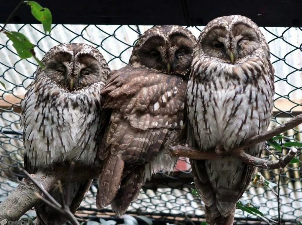 Смешные совята. Три совы. Кроличий сыч совиные. Три совы. Семейство совиных.