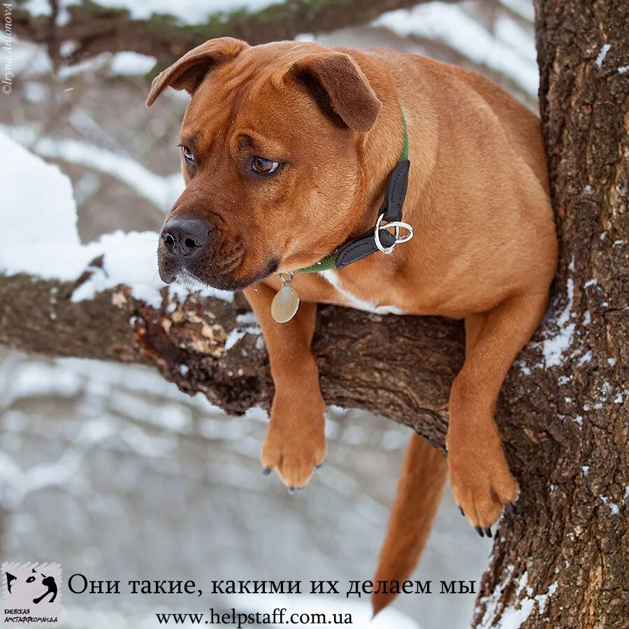 стаффордширский терьер американский некупированный. стафф некупированный. американский стаффордширский терьер. стаффордширский терьер некупированный. стаффордширский терьер хвост.