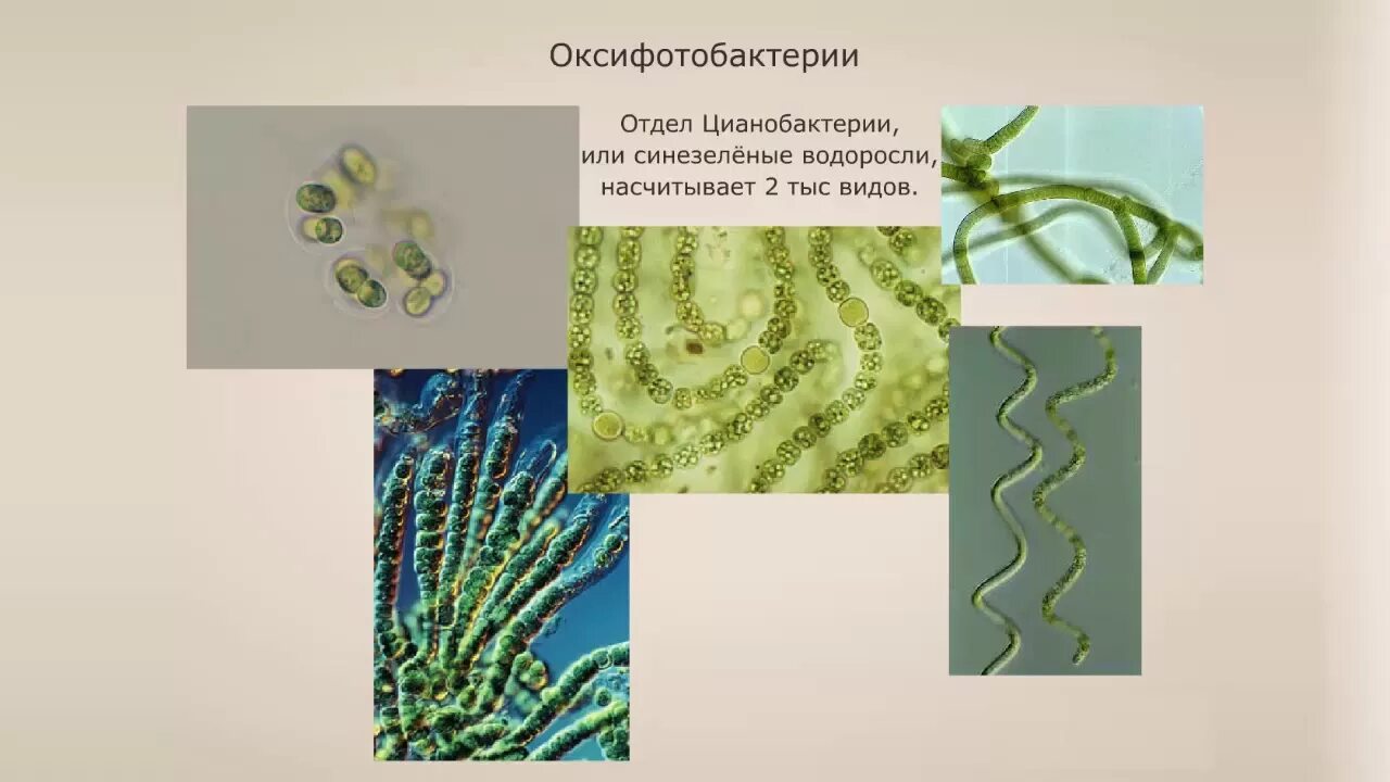Многоклеточные цианобактерии. Подцарство бактерии оксифотобактерии. Отдел цианобактерии сине-зеленые водоросли. Цианобактерии биология 7 класс. Группы организмов цианобактерии