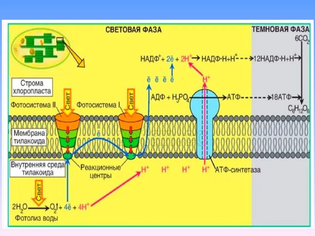Фотосистема 1 фотосинтез. Световая фаза фотосинтеза схема. Окислительное фосфорилирование фотосинтез. Фотосинтез ЕГЭ. Снабжает темновую фазу энергией
