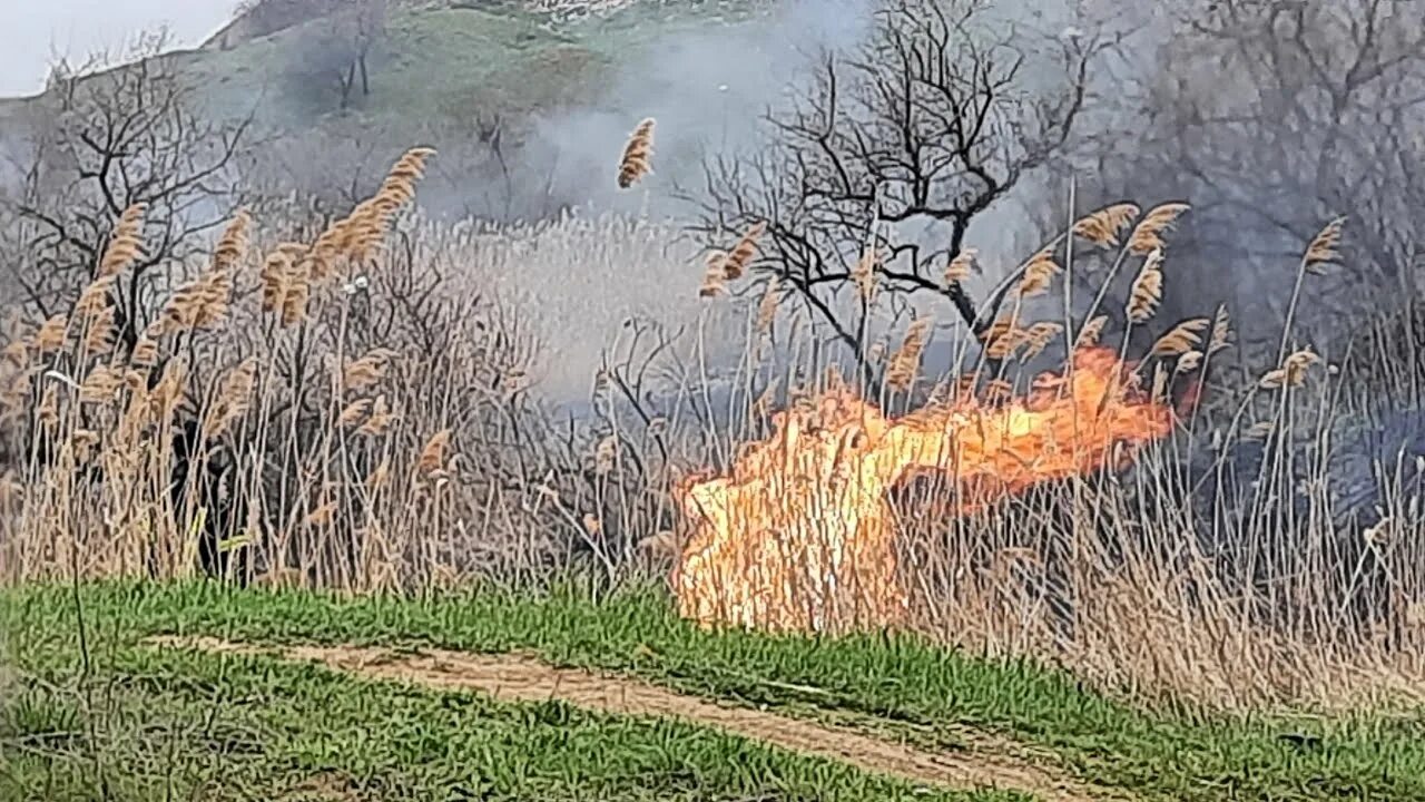 Трагедия на камышитовом заводе в белгороде произошла. Горит камыш. Сено горит. Сжигание камыша. Сгоревший камыш.