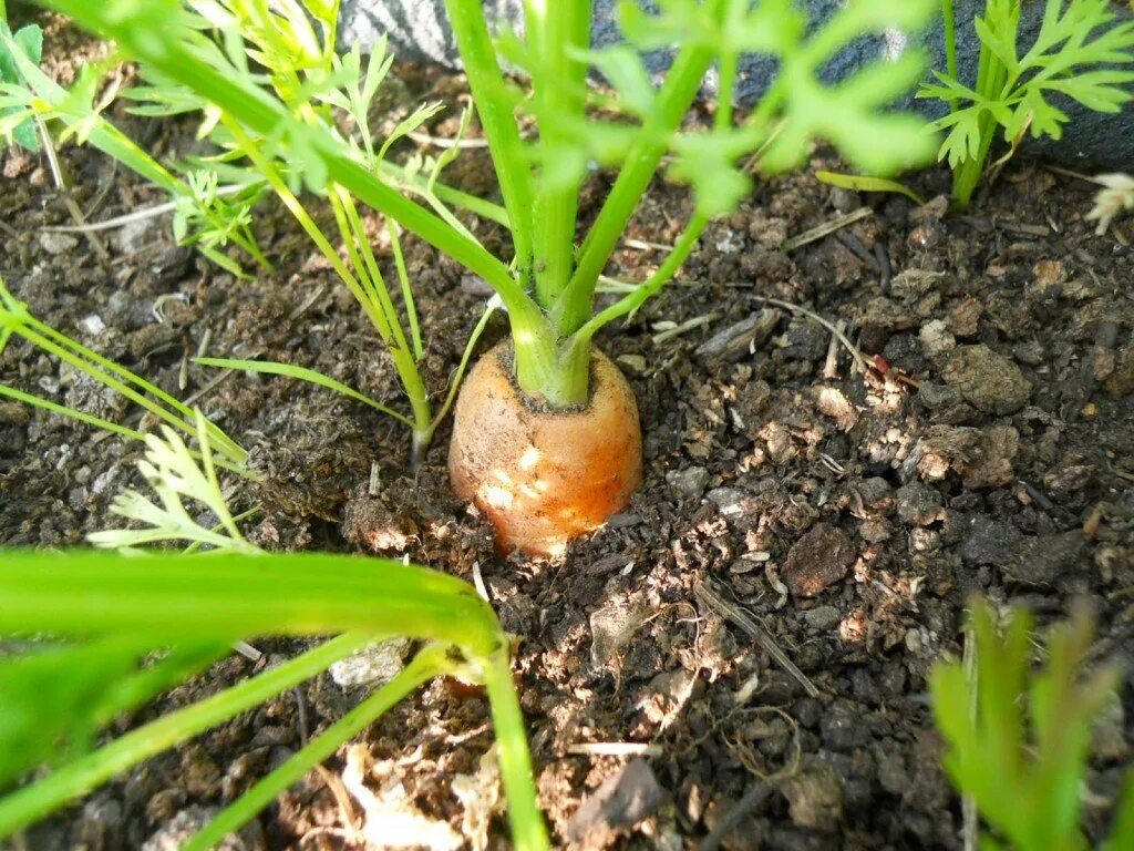 Можно в зиму посадить. Подзимний посев корнеплодо. Подзимний посев моркови. Посадка моркови. Морковь на зиму посадка.