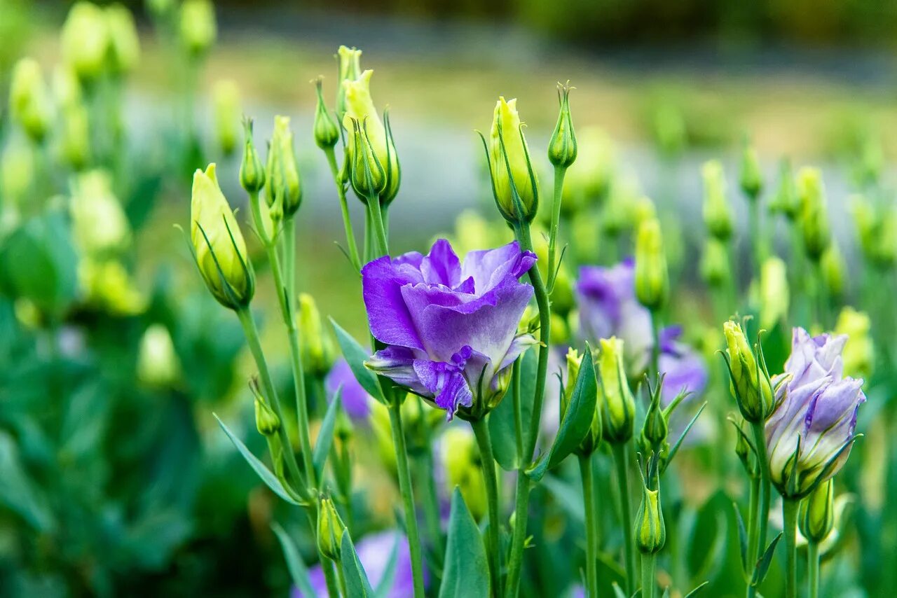 Эустома бутоны. Эустома (lisianthus). эустома горечавкоцветные. эустома грандифлора. эустома высокорослая.