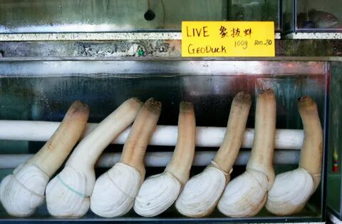What is a geoduck? 