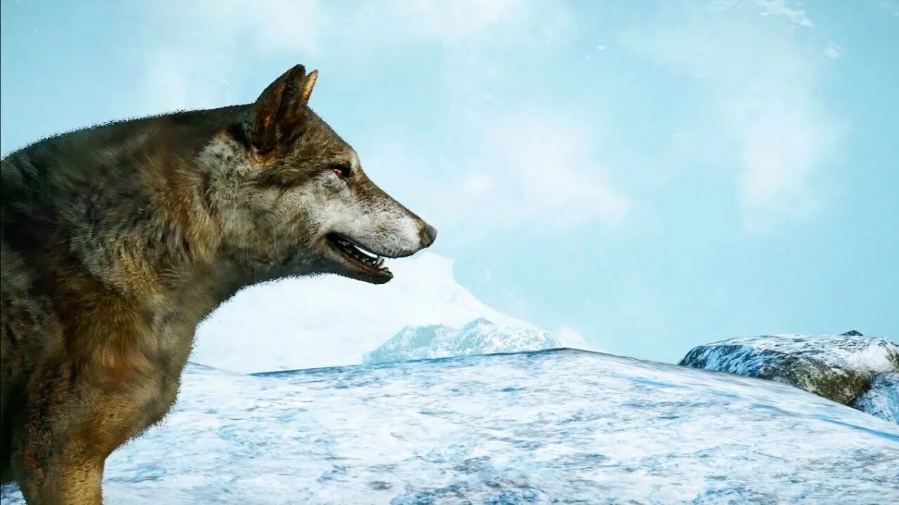 Анимус омега. Красивая девушка на балконе. Sf vega. Maxresdefault jpg select image file. Боксер в капюшоне.