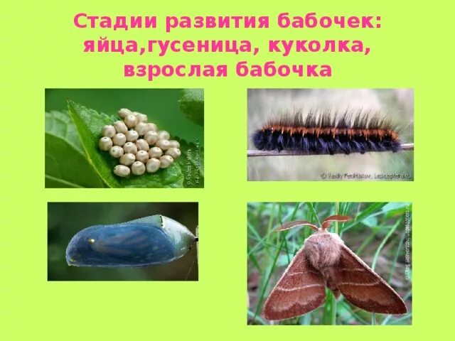 Насекомые стадии развития куколка. Стадии развития насекомых схема. Развитие бабочки с полным превращением. Цикл развития насекомых бабочки. Стадия после куколки.