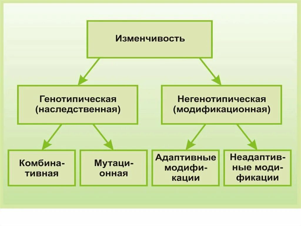 Пример явления иллюстрирующего изменчивость. Типы изменчивости схема. Классификация изменчивости в биологии. Типы изменчивости таблица. Изменчивость классификация изменчивости.