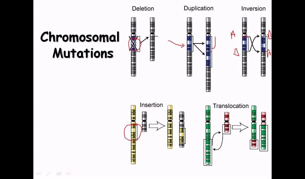 Global mutation. Chromosomal Mutations. Types of Gene Mutations.. Мутация Гена PTEN схема. Chromosome Mutation.