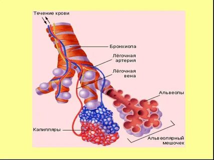 Легкого течения