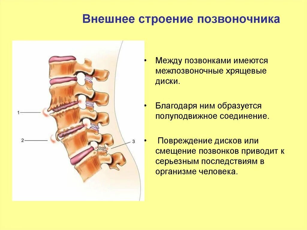 Спинные диски. Соединение позвоночника анатомия строение. Полуподвижное соединение позвонков. Хрящевая прослойка между позвонками. Хрящевые диски между позвонками.