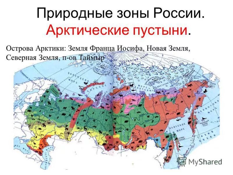 Зона тундры расположена между зоной и зоной. Природные зоны России тундра. Местоположение природной зоны тундры. Карта природных зон России арктические пустыни. Арктическая пустыня географическое положение на карте России.