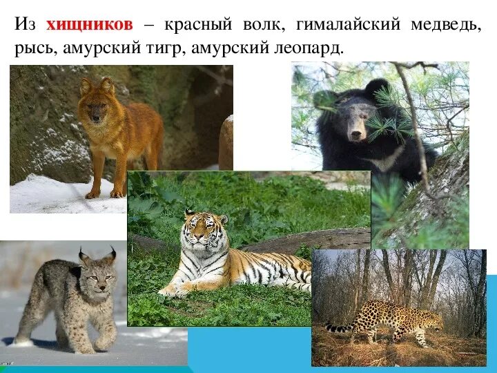 Дикие животные Хабаровского края