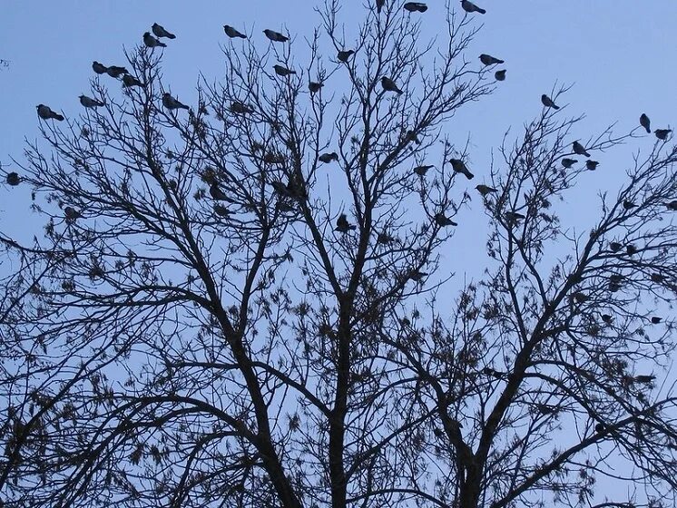 Птицы на верхушках деревьев. Вороны на верхушках деревьев. Птицы сидят на верхушках деревьев. Птицы на верхушках деревьев зимой.