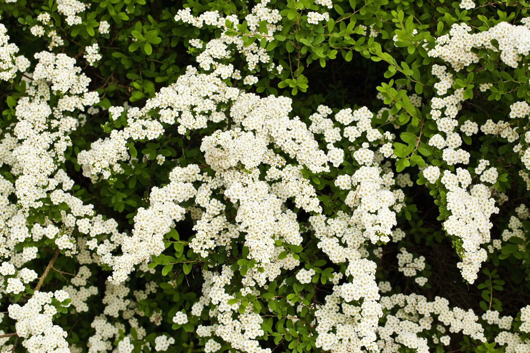 Куст невеста спирея. Спирея густоцветковая spiraea densiflora. Цветущий кустарник с белыми цветами название. Цветущий кустарник с белыми цветами название. Спирея ниппонская 'snowmound' ("сноумаунд").