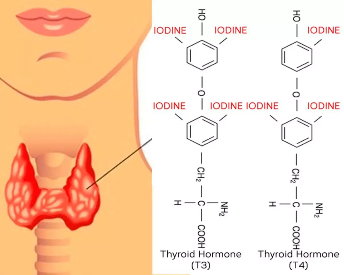 Щитовидная железа йод фтор. Йод микроэлемент щитовидная железа. Функции щитовидной железы йод. Образование йода в щитовидной железе. Йод при щитовидной железы.