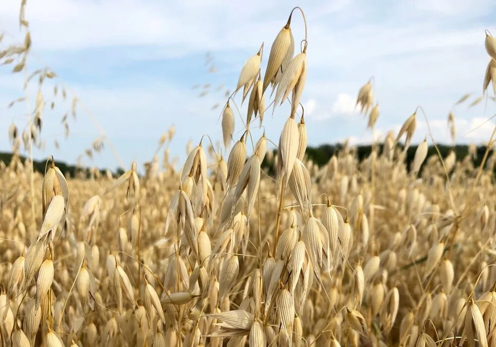 Овес какая группа. Овес. Овес пленчатый. Белый овес. Овёс посевной.