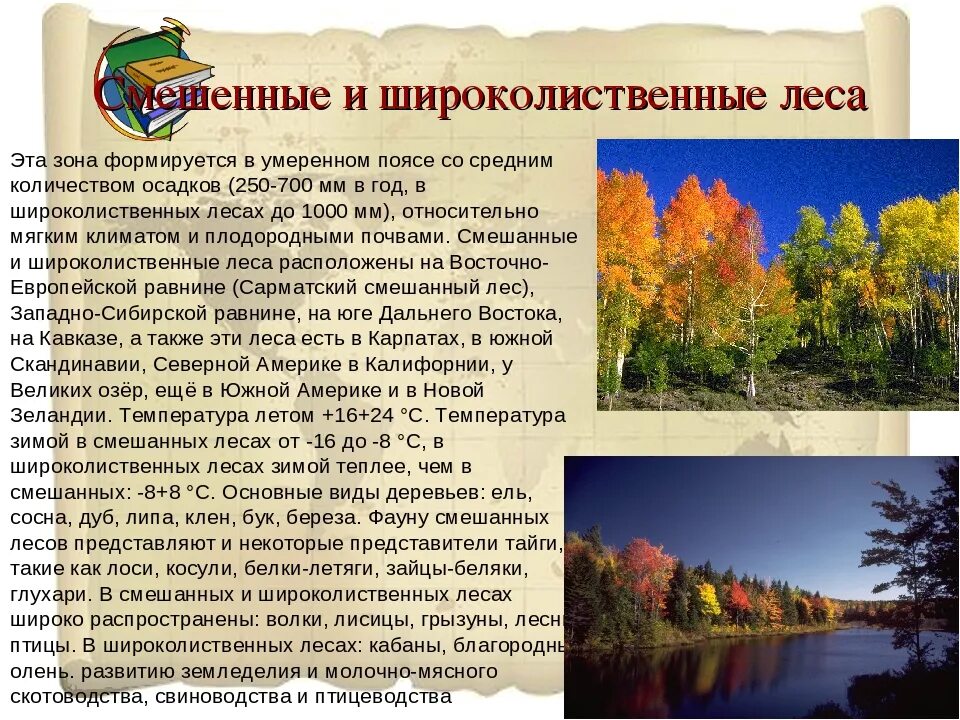 Зона зона смешанных и широколиственных лесов России. Смешанные леса дальнего Востока России 4 класс. Растительный мир смешанных лесов и широколиственных лесов в России. Зона лесов смешанные широколиственные растительный мир. Климат природной зоны смешанные и широколиственные леса