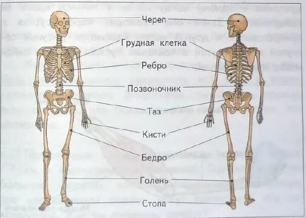Скелет человека. Части скелета человека. Скелет с названиями костей. Подписать части скелета человека. Запястье голень и позвоночник