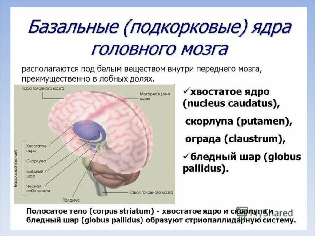 Строение головного мозга базальные ганглии. Базальные подкорковые ядра головного мозга. Анатомия физиология подкорковых узлов. Базальные ядра (ганглии) конечного мозга.