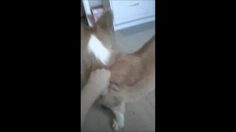 Собаке отлизать перископ