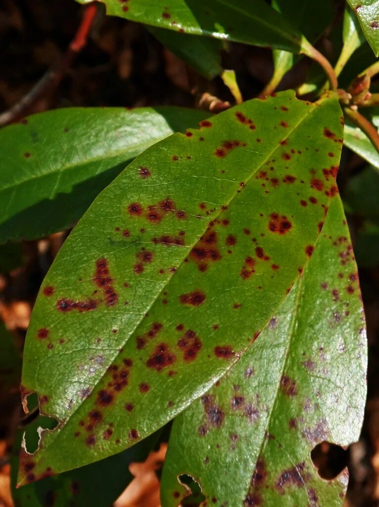 Plant disease. Церкоспороз рододендрона. Септориоз рододендрона. Септориозная пятнистость рододендрона. Пятнистость на рододендроне.