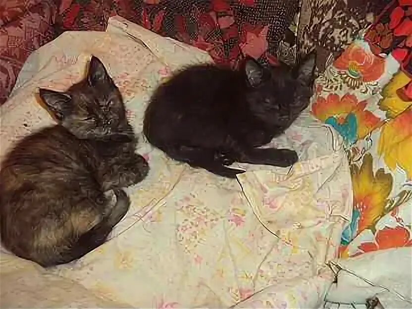 Отдам котят нея. Отдам котят нея