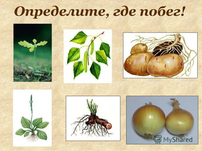 игра prison break the conspiracy. лучший побег из тюрьмы. стебель, почки, лист, междоузлие. строение побега пазушная почка. где побег.