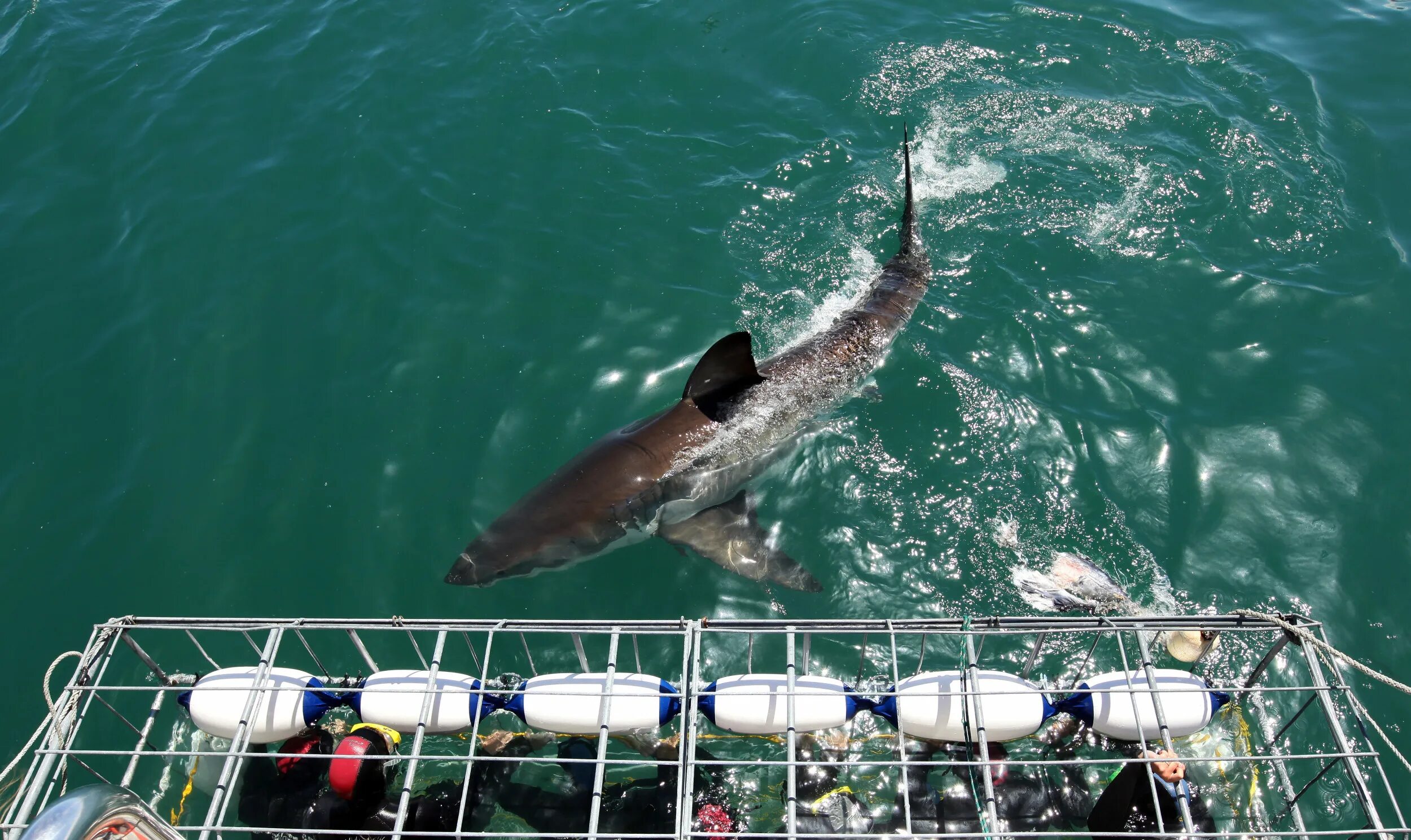 Второе нападение. Нападение акулы в Хургаде 2022. Акулы в черном море.