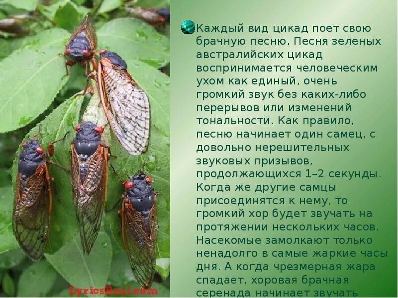 Higurashi no naku koro ni 2006. Аниме higurashi no naku. Сообщение о цикаде. Хигураши мион. Higurashi gou.