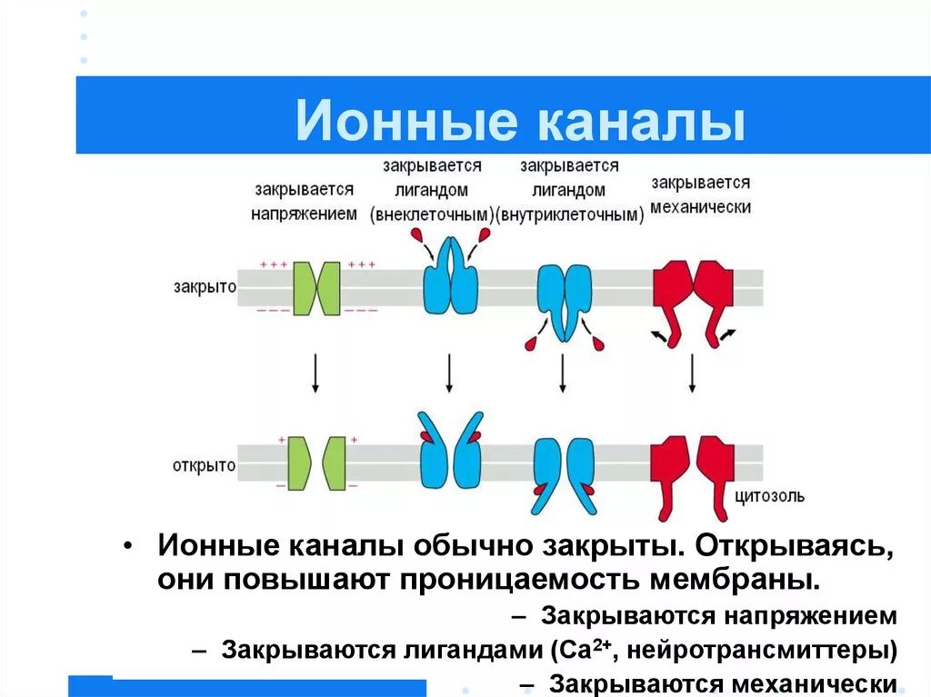 Ионные каналы типы ионных каналов. Классификация каналов в мембране. «Управляемые» ионные каналы мембраны.. Классификация и структура ионных каналов мембраны.