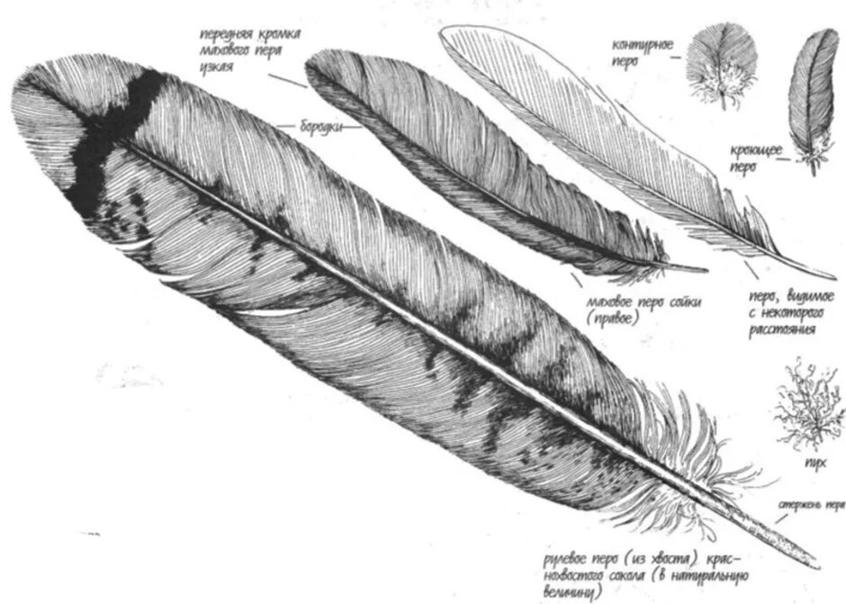 Особенности пухового пера у птиц. Маховое перо птицы строение. Строение покровного пера птицы. Перо рисунок. Разновидности перьев.