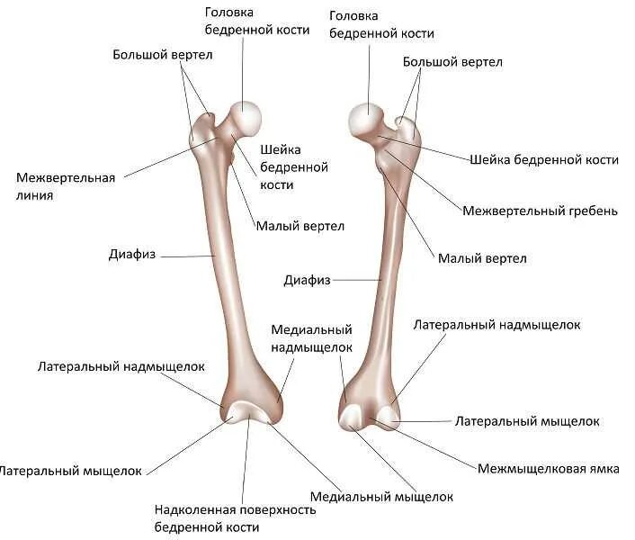 Медиальный и латеральный это. Строение бедренной кости анатомия на латыни. Бедренная кость малый вертел. Бедренная кость анатомия строение. Малый вертел бедренной кости латынь.