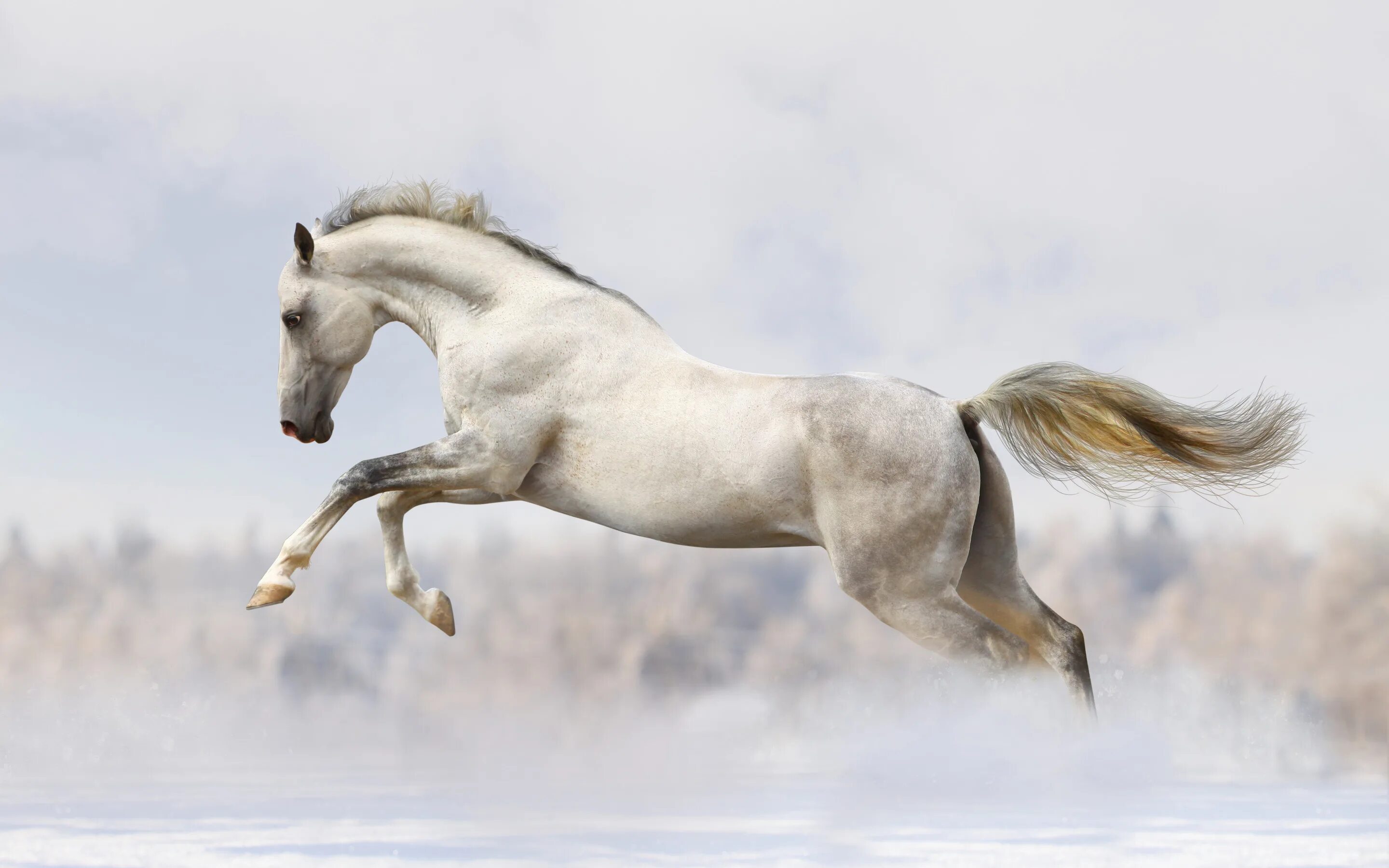 Running white. Белая лошадь. Лошадь бежит. Лошадь скачет. Белая лошадь бежит.