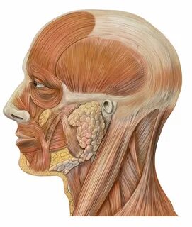 Head neck