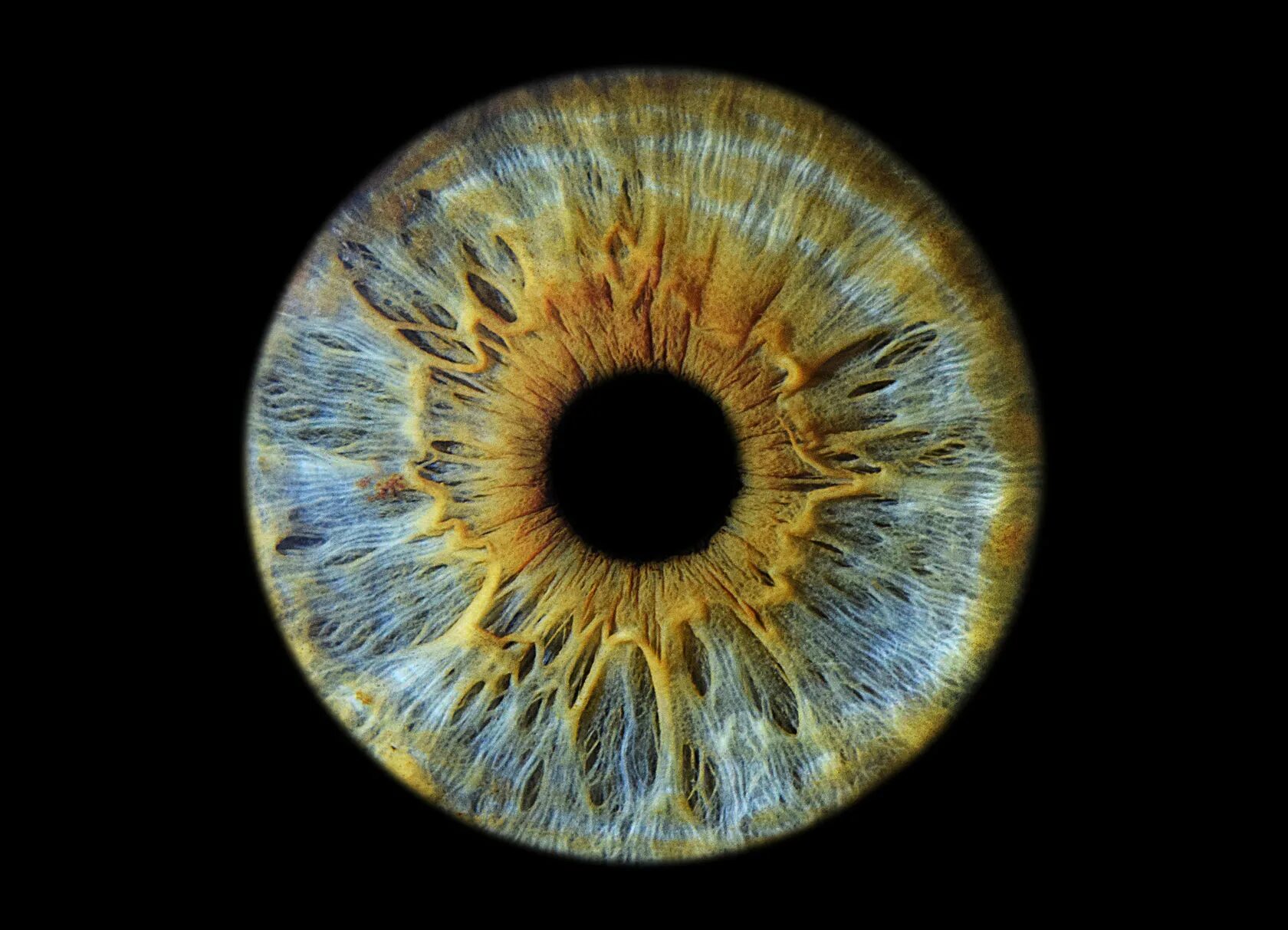 Радужка глаза. Радужная оболочка глаза. Снимок Радужки глаза. Радужка глаза под микроскопом.