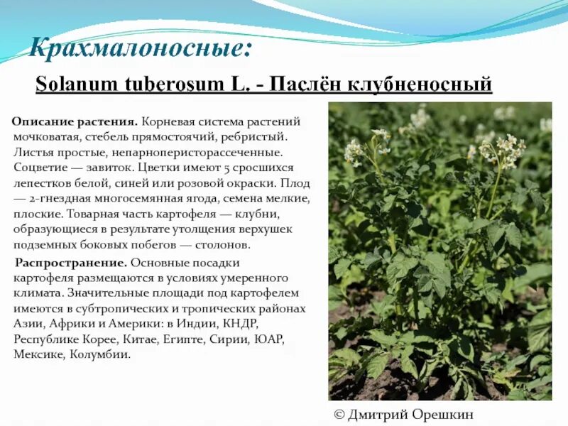 Характерный вид черного