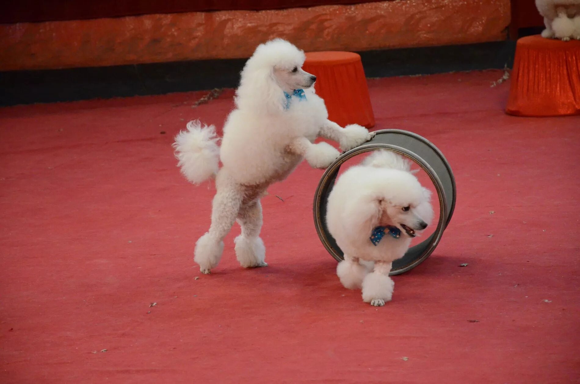 Цирковые пудели карликовые. Цирковой пудель. Цирковые собачки. Цирковой пудель. Пудель в цирке.